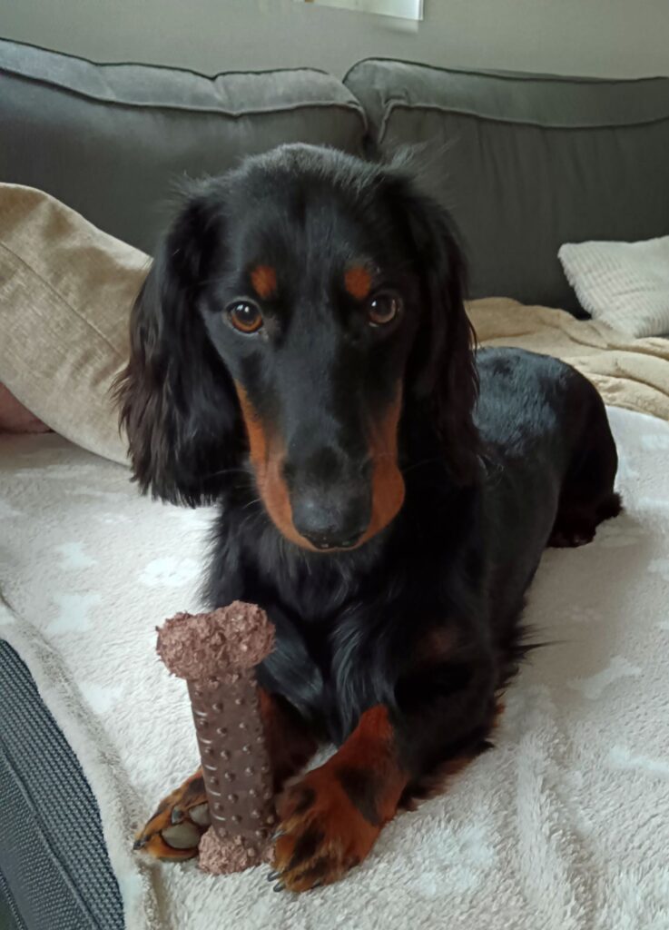 Pension canine en Alsace, Emilie Laidebeur