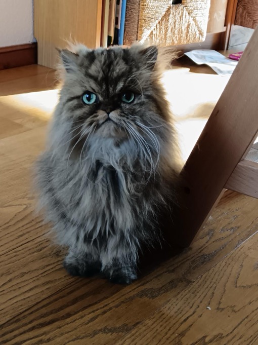 Chat Gris - Emilie PetSitter